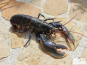 Brest Marée - Homard Européen vivant - pièce de 600g