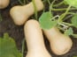 Les Jardins de Mondpa - courge