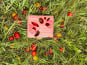 Agriloops - Tomate Cerise Allongée 2 x 250g