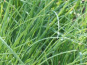 Agriloops - Ciboulette Agriloops - 11 g