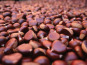 Nogales - Châtaignes fraiches Bio AOC 5kg