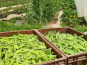 La Ferme de Goas Per - Petit pois bio - 500gr
