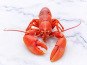 Poissonnerie La Piriacaise - homard  2kgs
