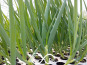 Nature et Saveurs - Ferme Aquaponique et Permacole Astérienne - Oignon Ciboule Frais Ishikura Long White