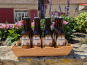L'Eurélienne - Brasserie de Chandres - 12 bières L'Eurélienne Blonde 33cL