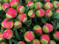 Domaine Reverchon - Pivoines Bouquet 10 tiges