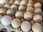 Des Poules et des Vignes à Bourgueil - 30 œufs de cane