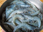 Eauzons ! - Crevettes Vannamei (tropicales,  aquaponie eau salée)