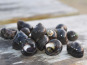 Aux Viviers de Penfoulic - Bigorneaux Gros - 1 kg