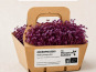 Ma Micropousse culinaire - Micro-pousses bio de radis pourpre – 8 barquettes