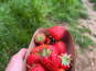Le Maraîcheur - Lot de 4 barquettes de fraises bio sur sol vivant