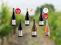 Domaine de la Chopinière du Roy - Coffret cadeau découverte des vins de Loire "Les 6 vins de Loire du Domaine" - 6 x 75 cl