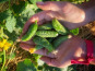 La Ferme d'Artaud - Cornichons frais - 1 kg