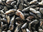 La Paysanne des Mers - Moules de Bouchot