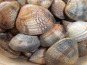 Saveurs Océanes IO - Palourdes vivantes – 500g