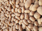 Maison Quéméner - Pommes de terre José - 2kg