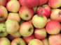 La Ferme des Prun'Elles - Pomme Jubilé