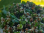 Graines Précieuses - Taboulé de Quinoa végétalien aux herbes fraîches et citrons de Nice