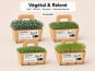 Ma Micropousse culinaire - Micro-pousses bio – Pack Végétal & Relevé – Kale, brocoli, roquette & moutarde – 4 barquettes