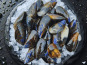 Famille Guezel - Moules de Bouchot de Pénestin 1kg
