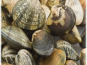 Camargue Coquillages - Palourdes Blanches de Camargue Très Grosses 2kg - Pêche Artisanale et Responsable