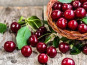 Les Jardins de Gérard - Cerise Bio - 500 g !! Quantité limitée !!
