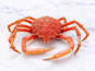 Poissonnerie La Piriacaise - Araignée de mer cuite - 1,5kg vivante