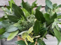 La Cabane à plantes - Bouquet garni