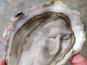 Saint Kerber - Cancale - L'huitre Sauvage de pleine mer N°0 - 24 pièces