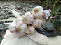 La Ferme De Jérôme - Ail Rose - Ail rose du Tarn - 1 Grappe - 1kg