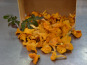 Trapon Champignons - Girolles Fraiches - 1 Kg