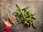 La Ferme d'Artaud - Fèves fraîches - 1 Kg