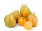 Les Jardins de Mondpa - physalis
