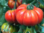 L’Oliveraie du Coudon - TOMATES ANCIENNE PLATEAU 2,5KG
