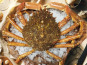 Famille Guezel - Araignée de Mer Vivante 800g-1kg