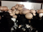 Ferme Joos - Champignons rosés : ferme de l'Aubépine