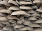 Naturélium - Le pleurote en huître (Pleurotus ostreatus) 1,5kg