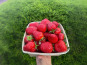 Domaine Reverchon - Fraise Cléry du Vaucluse 1kg