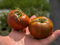 Nature et Saveurs - Ferme Aquaponique et Permacole Astérienne - Tomate noire Kakao - Kg