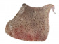 Poissonnerie La Piriacaise - Ailes de raie non pelée 5 kg