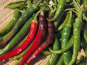Les Jardins de Mondpa - piment doux