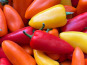 Domaine Reverchon - Mini poivrons couleur 500gr