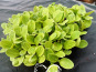 Nature et Saveurs - Ferme Aquaponique et Permacole Astérienne - Micropousse de bourrache – coupée fraîche, prête à l’emploi