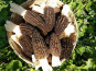 Morilles du Lac - Morilles Fraîches De Forêt - 1kg