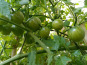 ChâteauFer - Tomate verte