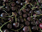 Le Châtaignier - Cerises 500g