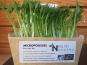 Ma Micropousse culinaire - Micropousse de pois vert Bio (Peas salad) 8 barquettes