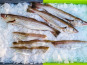 Ocean Frais - Filets de merlan avec peau x4