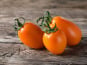 Nature et Saveurs - Ferme Aquaponique et Permacole Astérienne - Tomate de Vénus - Kg