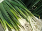 Ferme Joos - PLANTS de poireaux - botte de 100 plants